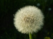 毛绒绒的蒲公英图片大全