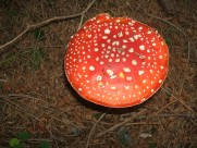 生长在地上的一只红色毒蘑菇图片