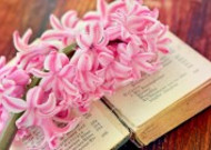 书本上的唯美粉色风信子摄影图片