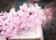 书本上的唯美粉色风信子摄影图片