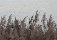 秋日萧瑟的芦苇丛图片