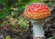 红色毒蝇伞毒蘑菇图片