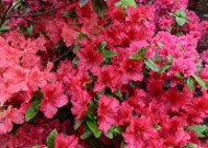 盛开的红色杜鹃花图片