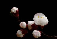 山杏花图片大全