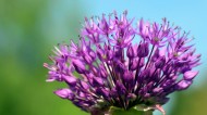 紫色的洋葱花图片大全