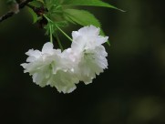 初放盛开的樱花图片