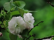 初放盛开的樱花图片