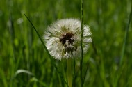 好看的蒲公英图片大全