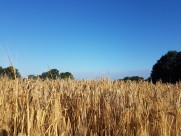 一片麦田图片大全