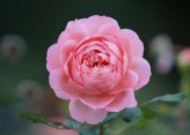粉红的玫瑰花图片大全
