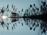 漂亮的芦苇丛图片