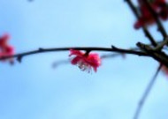 春季唯美桃花图片