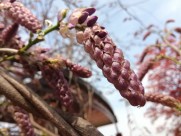 紫色的观赏植物图片大全