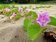美丽的牵牛花图片
