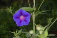 美丽的牵牛花图片