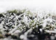 早霜覆盖草地的图片