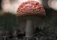 颜色鲜艳的毒蘑菇图片大全