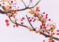 春天粉色的樱花图片大全