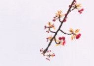 春天粉色的樱花图片大全