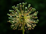 盛开的韭菜花图片