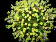 盛开的韭菜花图片