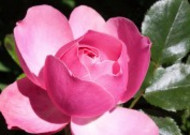 淡雅的粉玫瑰图片