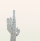 仙人掌高清图片