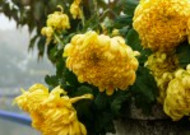 盛开的金色菊花图片