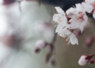 淡粉色樱花图片