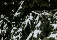 雪树的特写图片