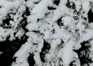 雪树的特写图片
