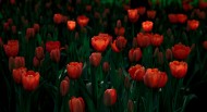 姹紫嫣红的郁金香图片