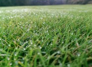 青草上面的露水图片大全