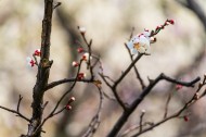 热闹开放的梅花图片大全
