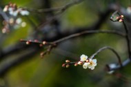 热闹开放的梅花图片大全