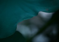 夏天绿色的荷叶图片