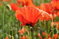 艳丽的红色罂粟花图片