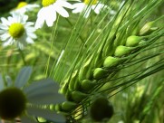 绿色未成熟的大麦图片大全