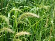 绿色未成熟的大麦图片大全