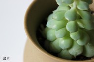 可爱多肉植物图片