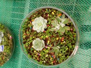 可爱多肉植物图片