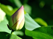 清幽淡雅的荷花图片