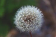 美丽的蒲公英图片大全
