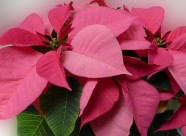 热情似火的一品红图片大全