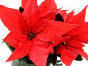 热情似火的一品红图片大全