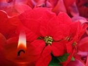 热情似火的一品红图片大全