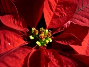 热情似火的一品红图片大全