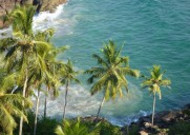 热带海边的椰树图片大全
