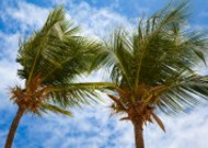热带海边的椰树图片大全
