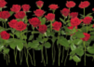 玫瑰透明背景PNG素材图片